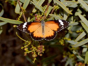 Preview wallpaper butterfly, insect, wings, branches, plant, macro