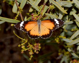 Preview wallpaper butterfly, insect, wings, branches, plant, macro