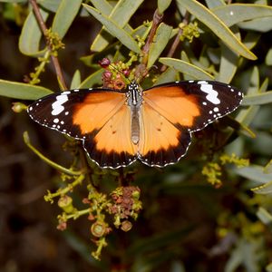 Preview wallpaper butterfly, insect, wings, branches, plant, macro