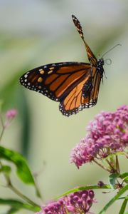 Preview wallpaper butterfly, insect, wings, flowers, macro