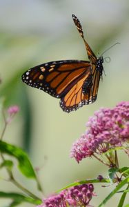 Preview wallpaper butterfly, insect, wings, flowers, macro