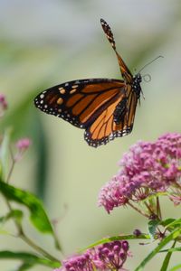 Preview wallpaper butterfly, insect, wings, flowers, macro