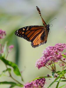 Preview wallpaper butterfly, insect, wings, flowers, macro