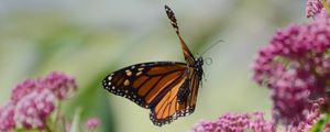 Preview wallpaper butterfly, insect, wings, flowers, macro