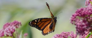 Preview wallpaper butterfly, insect, wings, flowers, macro