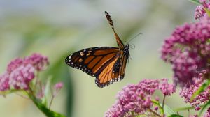 Preview wallpaper butterfly, insect, wings, flowers, macro