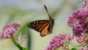 Preview wallpaper butterfly, insect, wings, flowers, macro