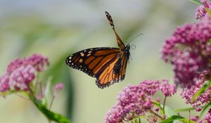 Preview wallpaper butterfly, insect, wings, flowers, macro