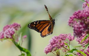 Preview wallpaper butterfly, insect, wings, flowers, macro