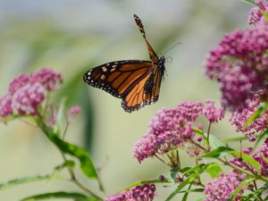 Preview wallpaper butterfly, insect, wings, flowers, macro