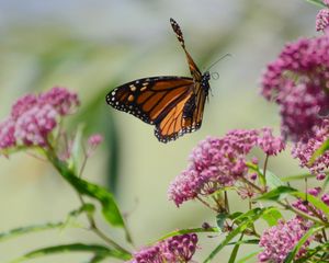 Preview wallpaper butterfly, insect, wings, flowers, macro