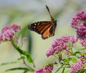 Preview wallpaper butterfly, insect, wings, flowers, macro