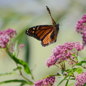 Preview wallpaper butterfly, insect, wings, flowers, macro