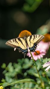 Preview wallpaper butterfly, insect, wings, flowers, plants, macro