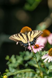 Preview wallpaper butterfly, insect, wings, flowers, plants, macro