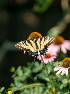 Preview wallpaper butterfly, insect, wings, flowers, plants, macro