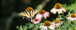 Preview wallpaper butterfly, insect, wings, flowers, plants, macro