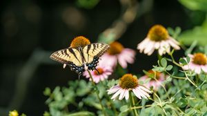 Preview wallpaper butterfly, insect, wings, flowers, plants, macro