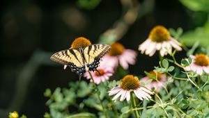 Preview wallpaper butterfly, insect, wings, flowers, plants, macro