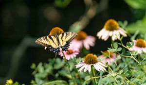 Preview wallpaper butterfly, insect, wings, flowers, plants, macro