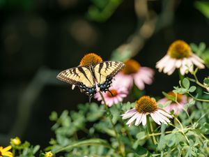 Preview wallpaper butterfly, insect, wings, flowers, plants, macro