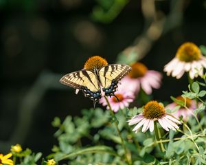 Preview wallpaper butterfly, insect, wings, flowers, plants, macro