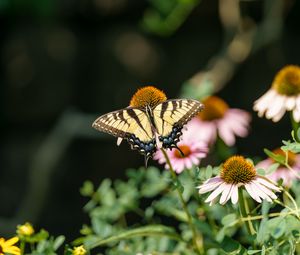 Preview wallpaper butterfly, insect, wings, flowers, plants, macro