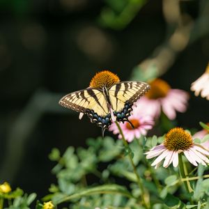 Preview wallpaper butterfly, insect, wings, flowers, plants, macro