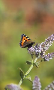 Preview wallpaper butterfly, insect, wings, flowers, plant, macro