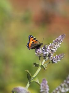 Preview wallpaper butterfly, insect, wings, flowers, plant, macro