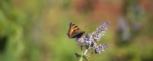 Preview wallpaper butterfly, insect, wings, flowers, plant, macro