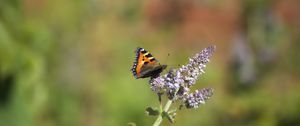 Preview wallpaper butterfly, insect, wings, flowers, plant, macro