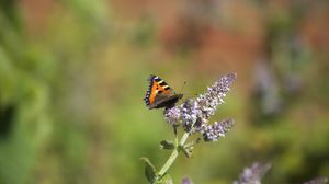 Preview wallpaper butterfly, insect, wings, flowers, plant, macro