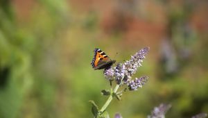 Preview wallpaper butterfly, insect, wings, flowers, plant, macro