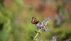 Preview wallpaper butterfly, insect, wings, flowers, plant, macro