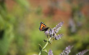 Preview wallpaper butterfly, insect, wings, flowers, plant, macro