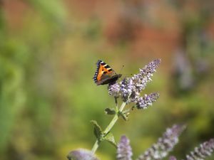 Preview wallpaper butterfly, insect, wings, flowers, plant, macro