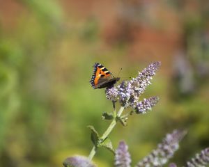 Preview wallpaper butterfly, insect, wings, flowers, plant, macro