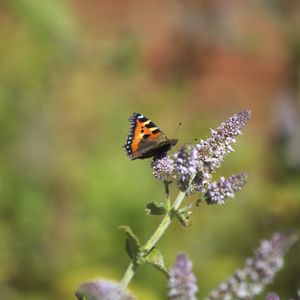 Preview wallpaper butterfly, insect, wings, flowers, plant, macro