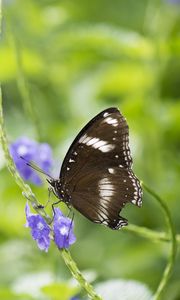 Preview wallpaper butterfly, insect, wings, plant, macro, blur