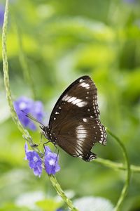 Preview wallpaper butterfly, insect, wings, plant, macro, blur