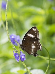 Preview wallpaper butterfly, insect, wings, plant, macro, blur