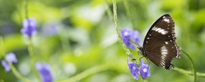 Preview wallpaper butterfly, insect, wings, plant, macro, blur