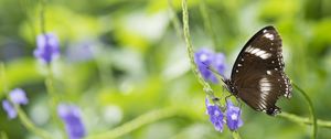 Preview wallpaper butterfly, insect, wings, plant, macro, blur