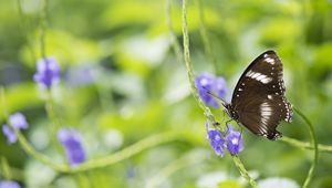 Preview wallpaper butterfly, insect, wings, plant, macro, blur