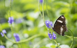 Preview wallpaper butterfly, insect, wings, plant, macro, blur