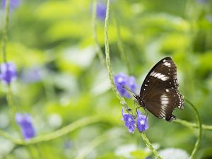 Preview wallpaper butterfly, insect, wings, plant, macro, blur