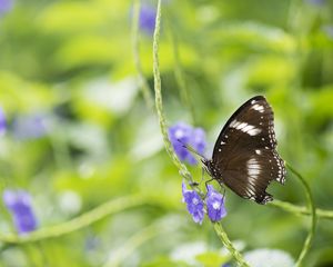 Preview wallpaper butterfly, insect, wings, plant, macro, blur