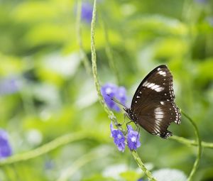 Preview wallpaper butterfly, insect, wings, plant, macro, blur