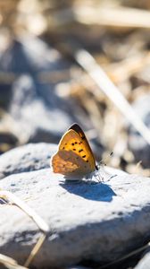 Preview wallpaper butterfly, insect, wings, stones, macro